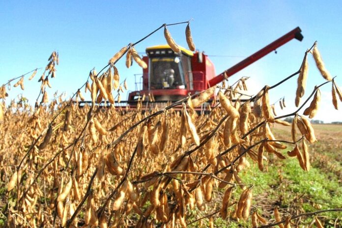 Україна на шляху до рекордного врожаю сої — звіт USDA