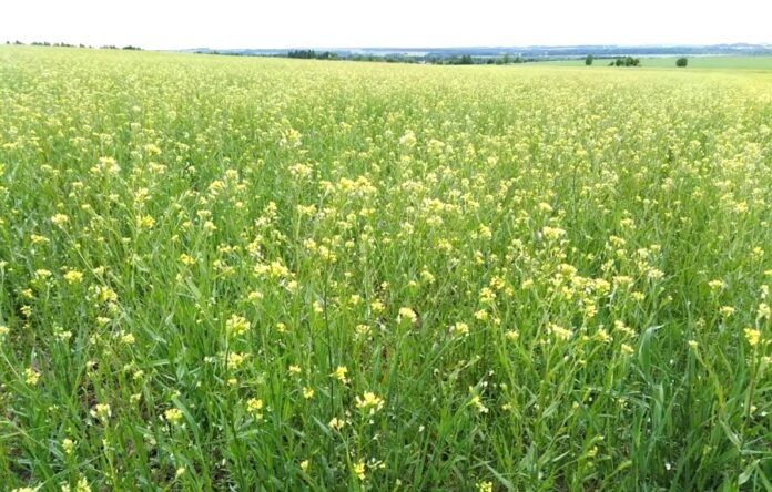 Канадці створили рекордний озимий рижій перспективи для України
