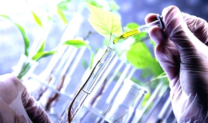 Мікробні рішення як Bacillus допомагають підвищити врожайність і стійкість культур (2)