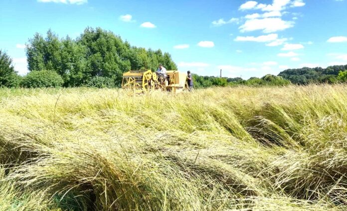 В Україні отримали перший урожай кернзи