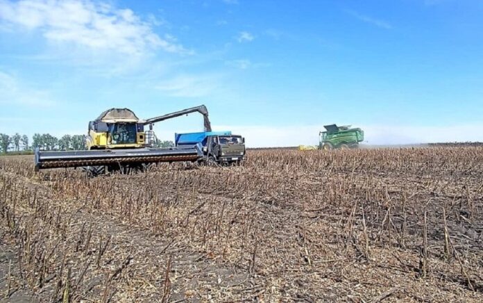 Агрофірма «Ольгопіль» розпочала збір технічних культур