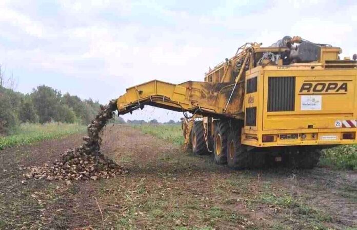 На Хмельниччині розпочали збір цукрових буряків