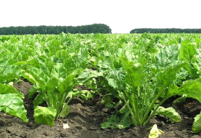 На посівах цукрових буряків розвиваються хвороби і шкідники
