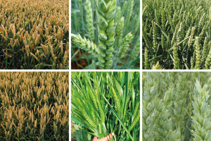 Результати продуктивності сортів озимої пшениці ТМ Viterra Seed в 2025 р