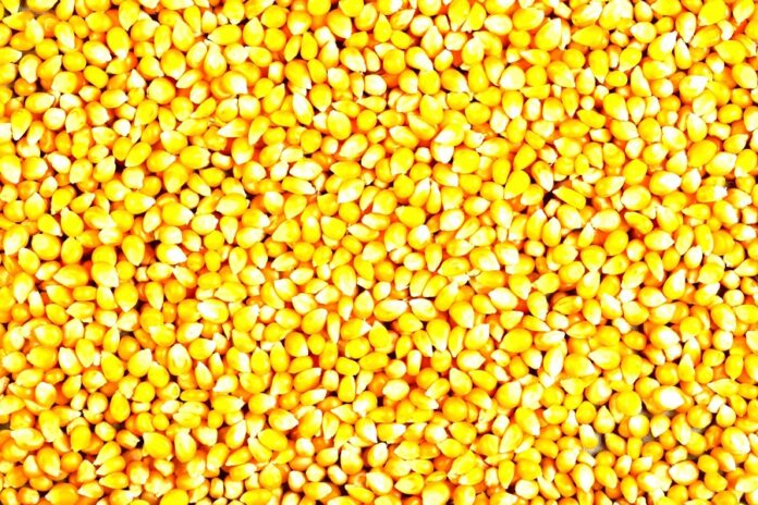 Ринок кукурудзи 202526 чи зросте експорт українського зерна