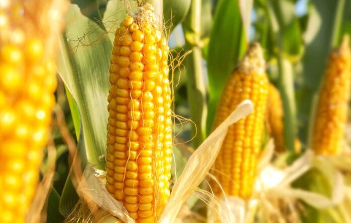 В Україні прогнозують непоганий врожай кукурудзи