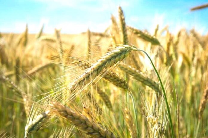 Жито у сезоні 202526 у світі та в Україні