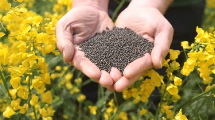 Через мита жовтневі обсяги експорту ріпаку вчетверо нижчі за торішні