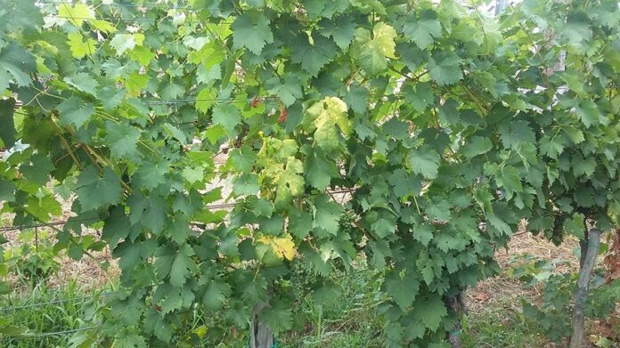 Хвороба винограду з Угорщини може загрожувати українським виноградникам