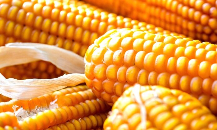 Ціни на кукурудзу в Україні знижуються на очікуваннях гарного врожаю