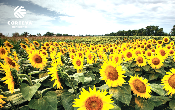 Українські фермери підсилять захист соняшнику ExpressSun® новим гербіцидом