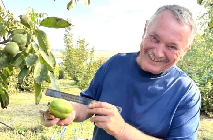Український селекціонер створює нові великоплідні сорти горіха світового рівня