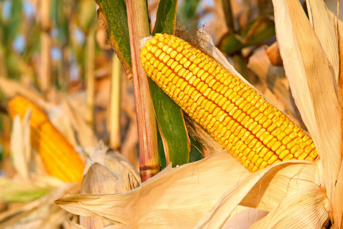 Кукурудза IFAGRI від «Ерідон». Генетика, якість, стабільність результату