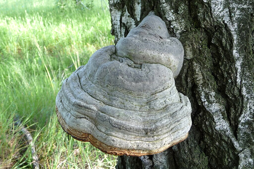 Рис. 5. Трутовик справжній (Fomes fomentarius) Рис. 5. Трутовик справжній (Fomes fomentarius)