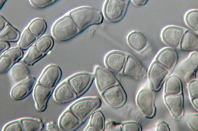 Рис. 7. Гриб Trichothecium roseum Рис. 7. Гриб Trichothecium roseum