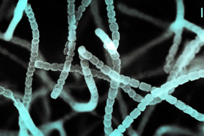 Рис. 8. Бактерія Streptomyces griseus Рис. 8. Бактерія Streptomyces griseus
