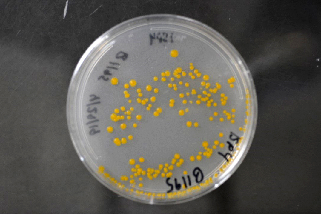 Рис. 9. Бактерія Streptomyces fradiae Рис. 9. Бактерія Streptomyces fradiae