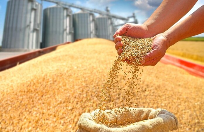Ціни на ячмінь в Україні продовжують зростати через низьку пропозицію