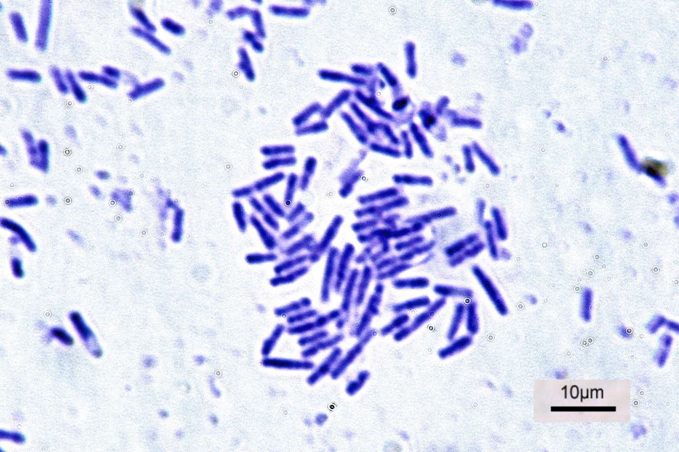 Рис. 2. Бактерія Bacillus subtilis Рис. 2. Бактерія Bacillus subtilis