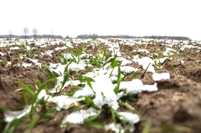 На посівах озимини розвиваються шкідники та хвороби