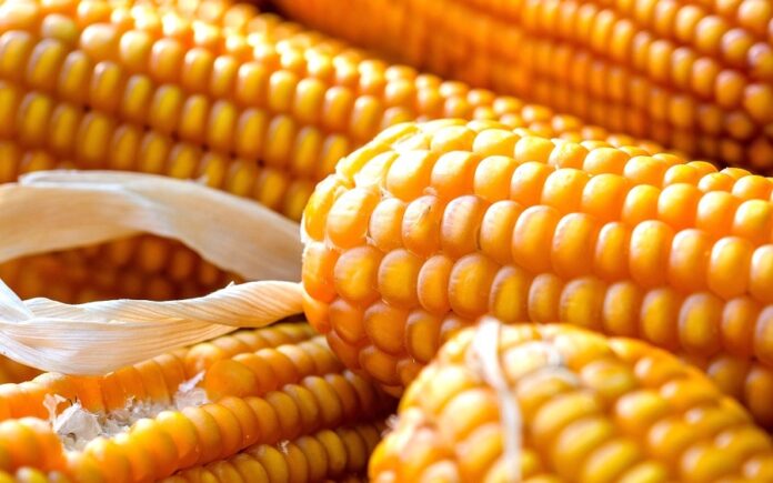 Ціни на українську кукурудзу продовжують знижуватись
