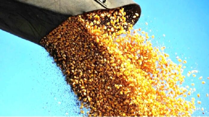 Ціни на українську кукурудзу продовжують знижуватись