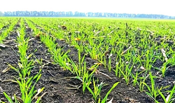 У НААН спрогнозували результати перезимівлі озимих