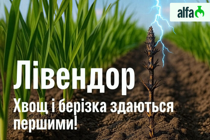 Лівендор від alfa smart agro – контроль стійких бур’янів за 1–7 діб