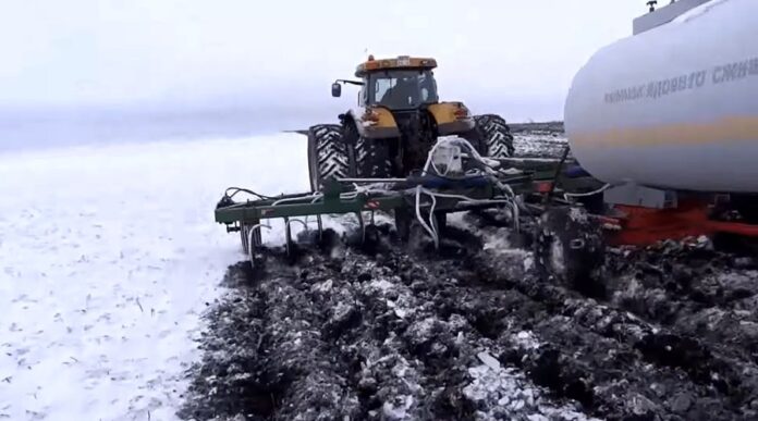 Коли починати весняне підживлення озимої пшениці поради експерта