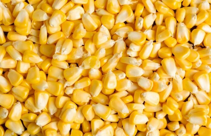 Ціни на кукурудзу в Україні продовжують зростати