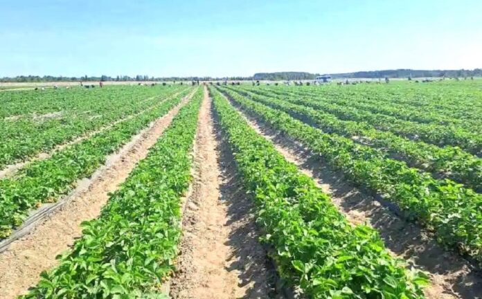 Виробник органічної ягоди розширює потужності підприємства
