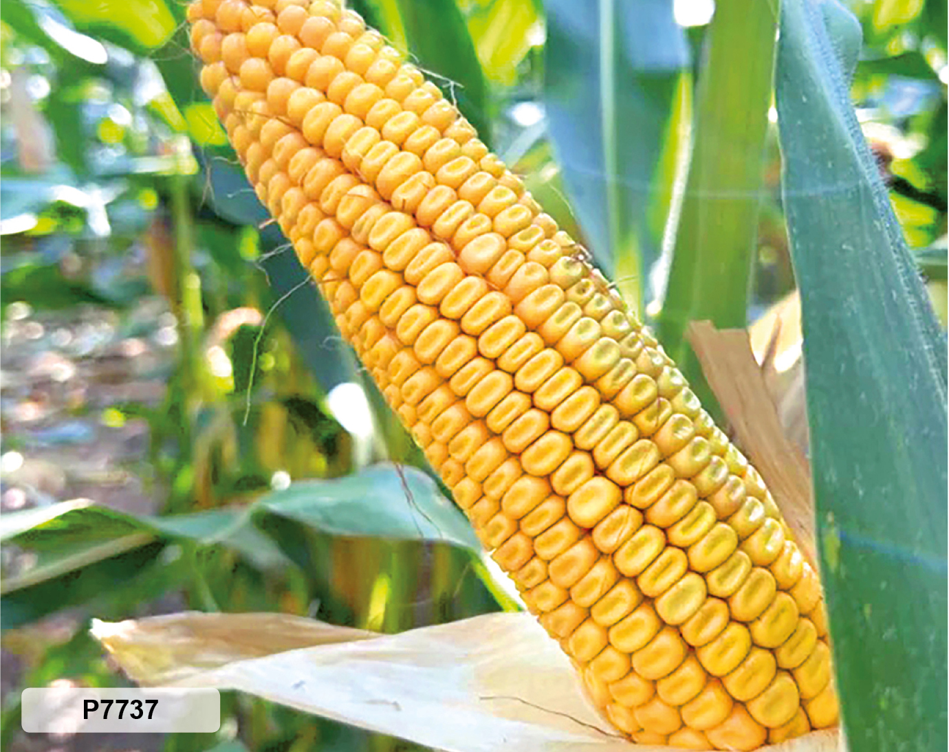P7737