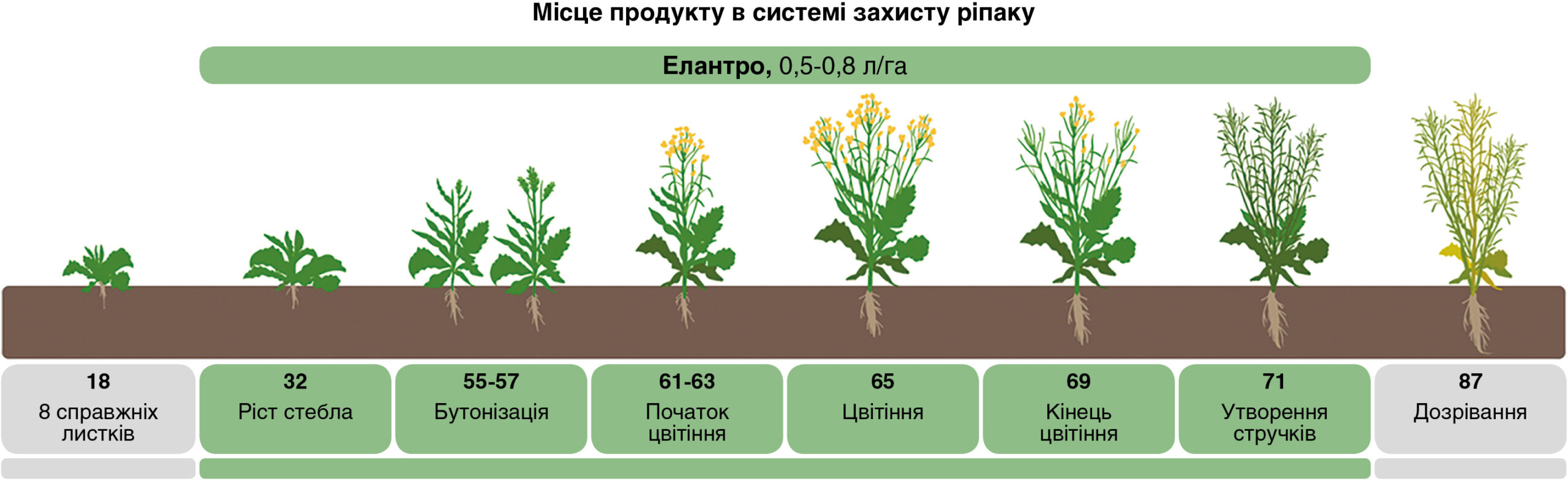 Місце продукту в системі захисту ріпаку Місце продукту в системі захисту ріпаку