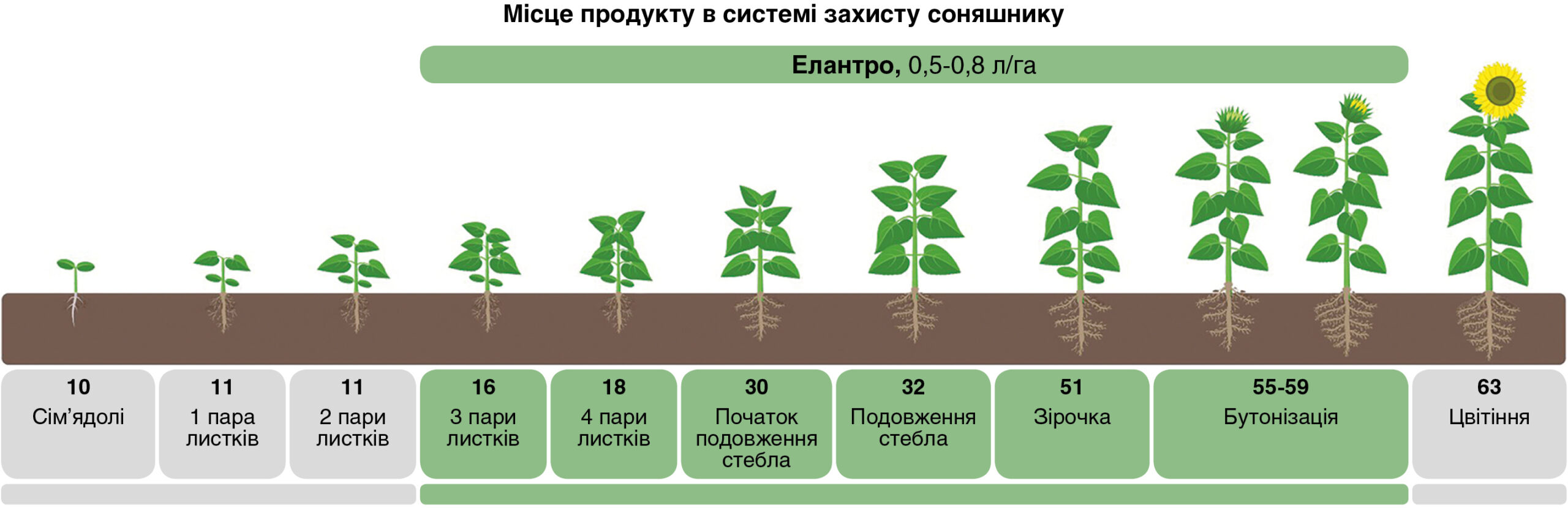 Місце продукту в системі захисту соняшнику Місце продукту в системі захисту соняшнику