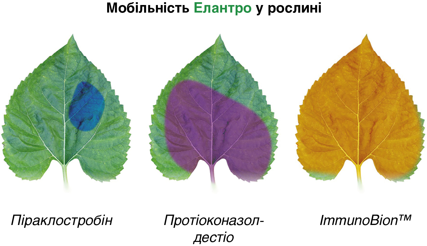 Мобільність Елантро у рослині Мобільність Елантро у рослині