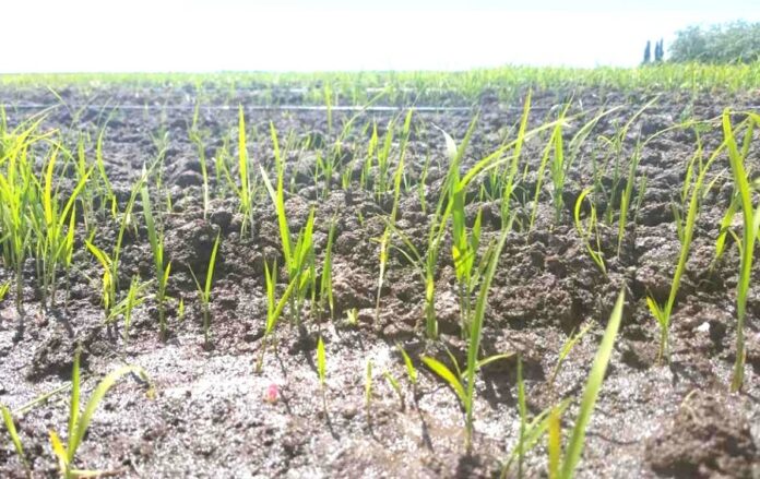Новий ген підвищує врожай рису без зайвого азоту перспективи для України