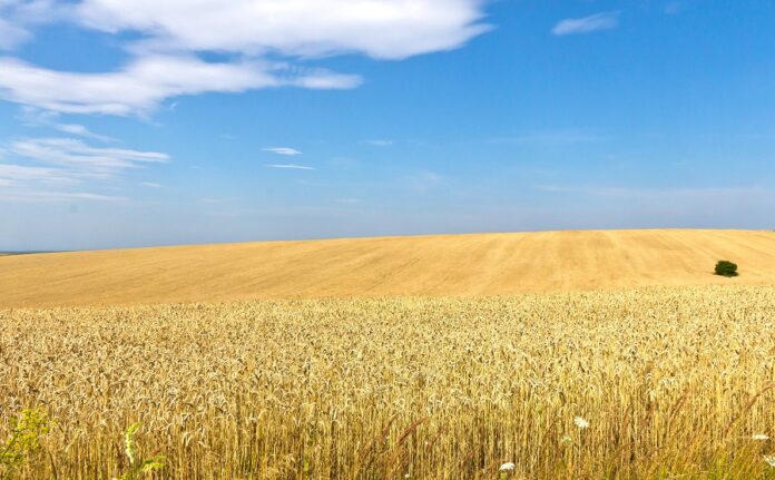 Оптимальна структура посівів та найприбутковіші культури Волині