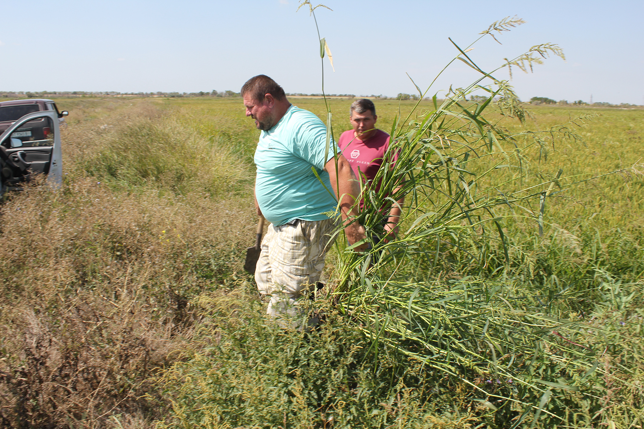 Фото 1. Відбір резистентних до дії гербіцидів рослин Echinochloa crus-galli var. crus-galli у посіві рису після застосування пеноксуламу. Херсонська область, рисові чеки поблизу м. Каланчак, 2021 рік Фото 1. Відбір резистентних до дії гербіцидів рослин Echinochloa crus-galli var. crus-galli у посіві рису після застосування пеноксуламу. Херсонська область, рисові чеки поблизу м. Каланчак, 2021 рік