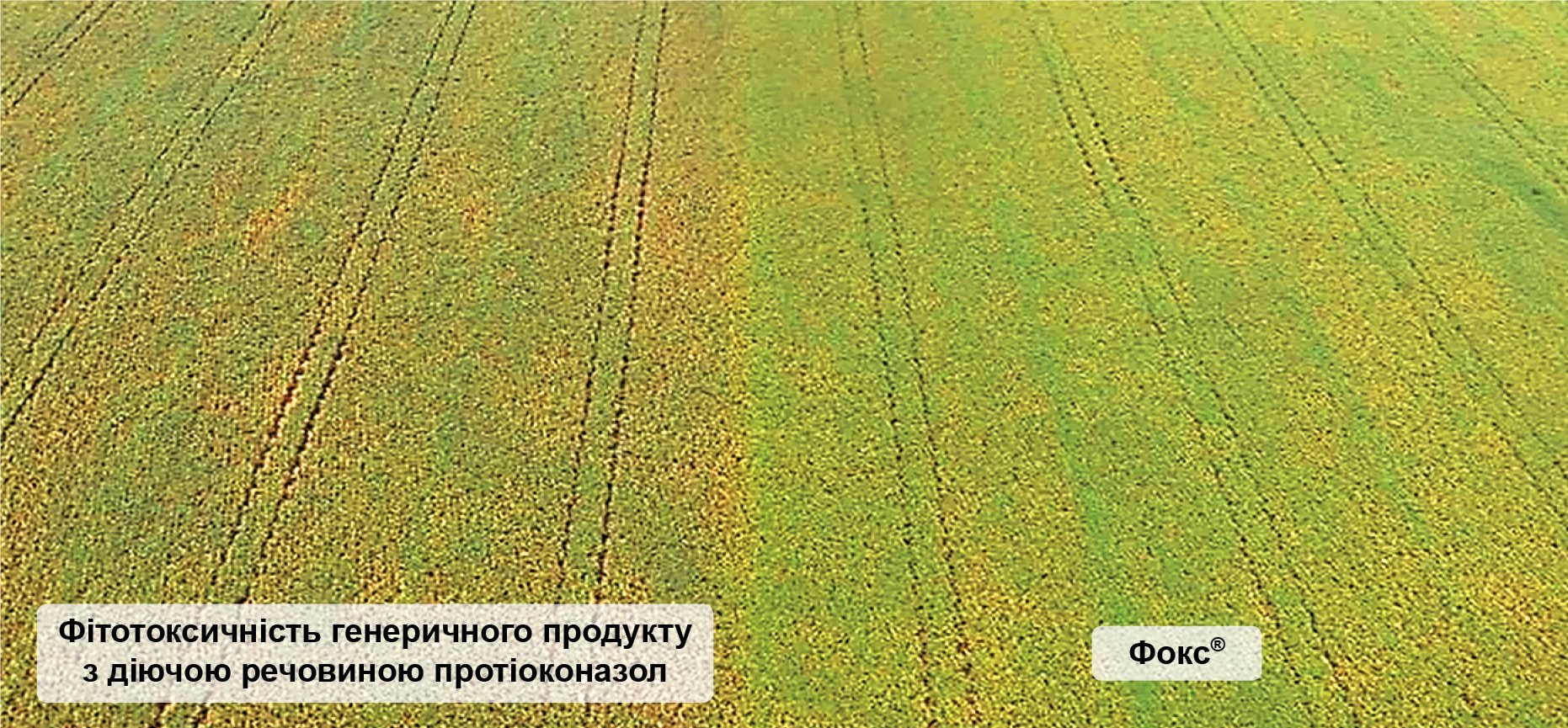 Рис. 1. Приклад дії неякісної формуляції генеричного протіоконазолу. Бразилія, 2018. Культура: соя Рис. 1. Приклад дії неякісної формуляції генеричного протіоконазолу. Бразилія, 2018. Культура: соя