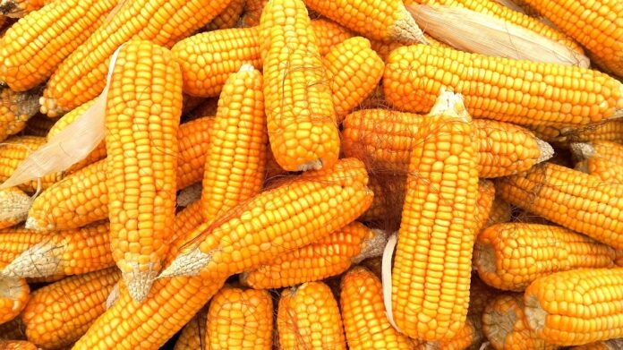 В Україні продовжують зростати закупівельні ціни на кукурудзу