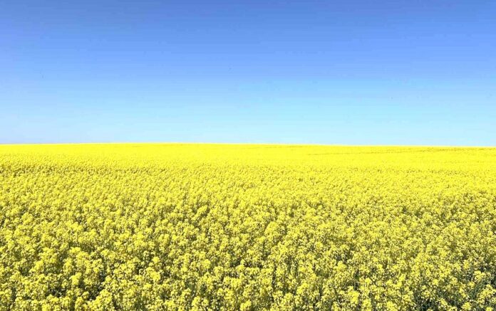Corteva Agriscience оновлює портфель гібридів озимого ріпаку для українських аграрії