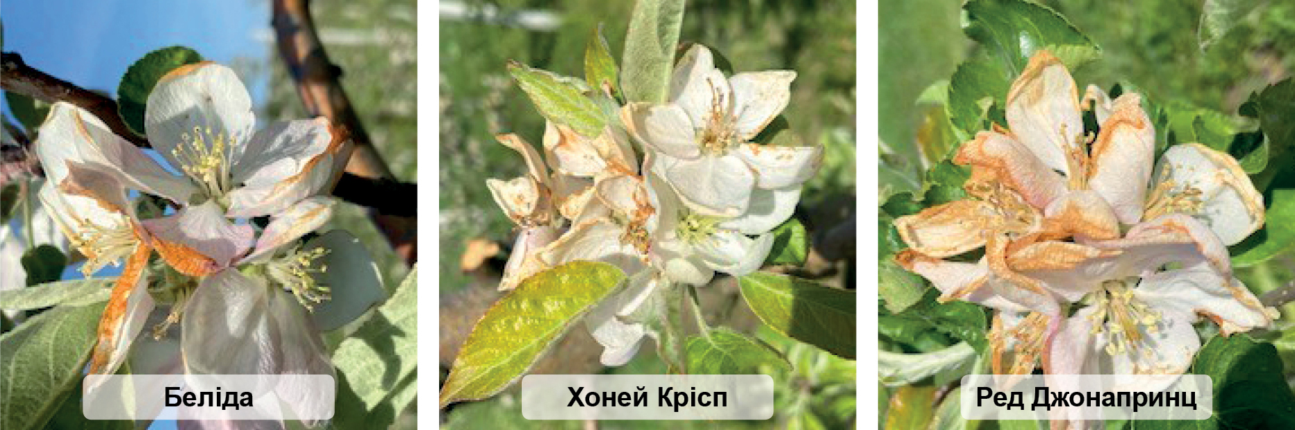 Рис. 1. Пошкодження квіток яблуні весняними заморозками Рис. 1. Пошкодження квіток яблуні весняними заморозками