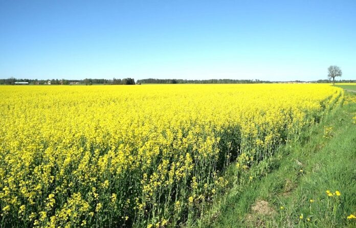 В Україні знижуються форвардні ціни на ріпак