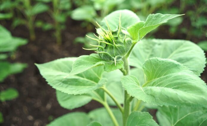 Захист соняшника від пероноспорозу Захист соняшника від пероноспорозу