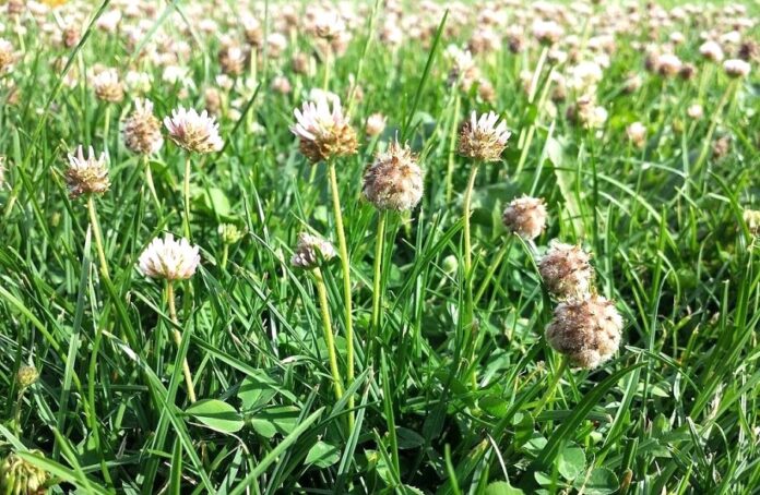 Проміжні культури як покривні посіви впливають на родючість ґрунту та які ризики варто враховувати