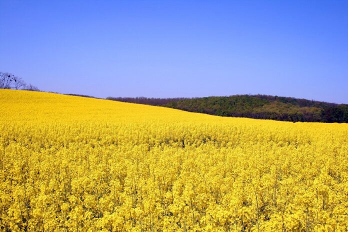 Гнучкий підхід до осіннього захисту ріпаку як зберегти потенціал урожаю в умовах мінливої погоди