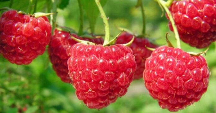 HarvEast розпочав вирощування малини, обравши культуру після чотирьох років аналізу ринку