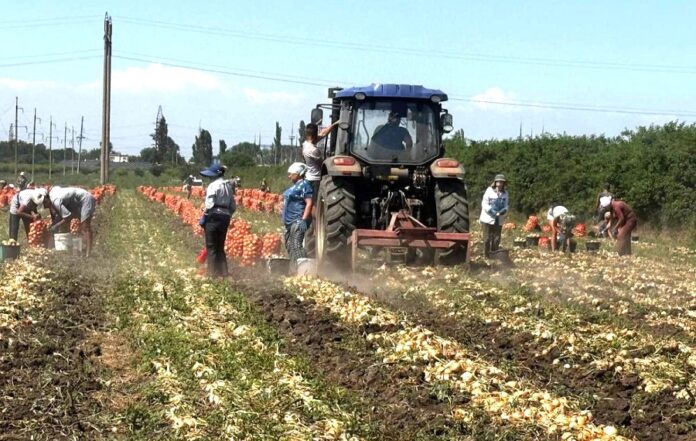 Південнокорейська технологія вирощування цибулі на Одещині забезпечує до 90 тга врожаю