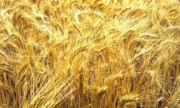 Спека та опади сприяли поширенню хвороб зернових культур