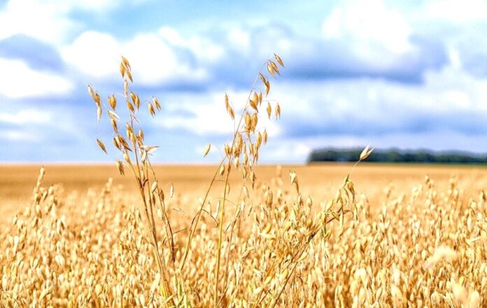 В Agricom Group почали збирати безглютеновий овес